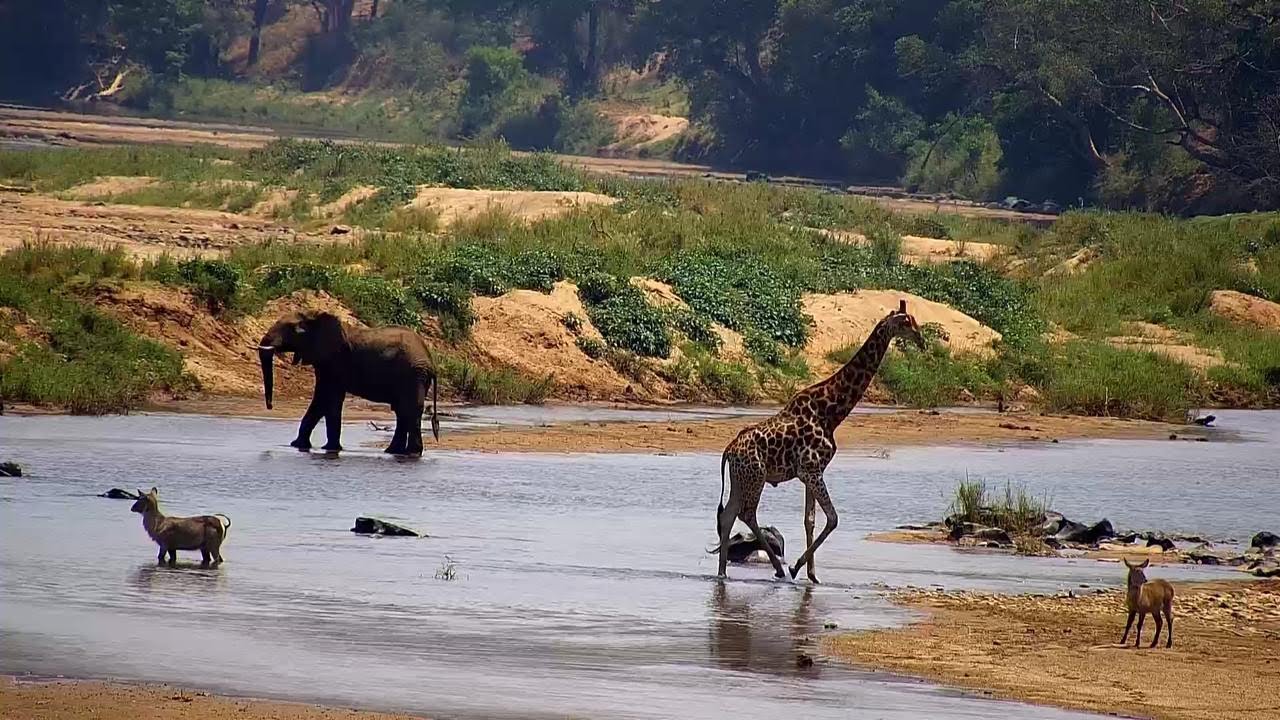 Live webcam view of Olifants River Wildlife Stream