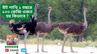 উট পাখির খামার