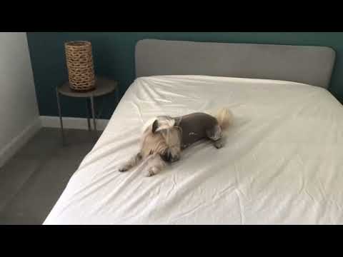 Halim Helps Make the Bed