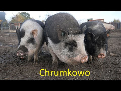 Azyl dla Świń "Chrumkowo"