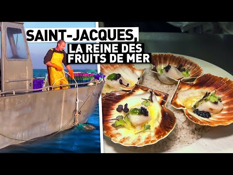 SAINT-JACQUES, LA REINE DES FRUITS DE MER