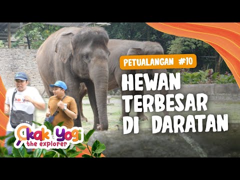 Kak Yogi The Explorer #10: Hewan Terbesar Di Daratan