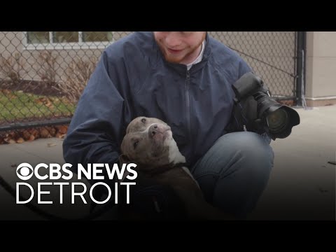 Furry Friday: Meet Bepop the dog and Pinto the cat - YouTube