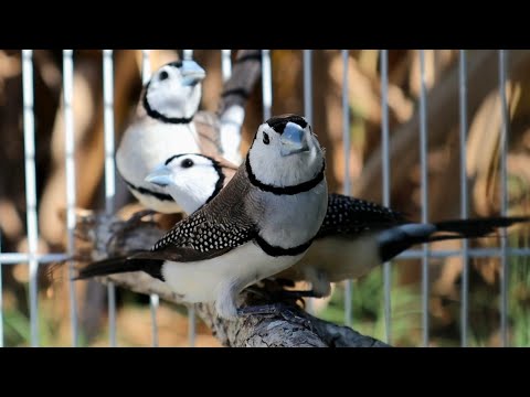How to breed finches : Owls / Double Bars