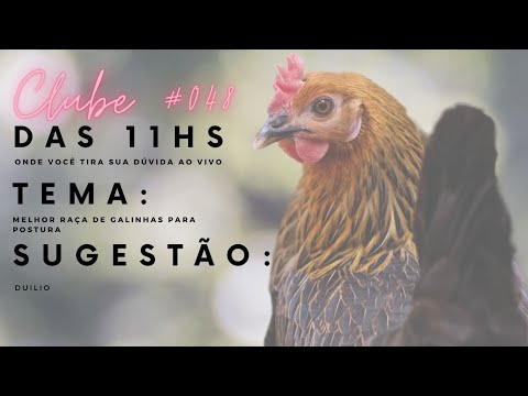 Qual melhor RAÇA DE GALINHA PARA POSTURA | CLUBE DAS 11 | Duilio