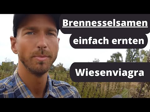 Brennesselsamen einfach ernten- das proteinreiche Superfood mit heilender Wirkung