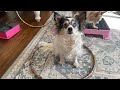 Lilys hula hoop tricks for the dmwyd 2024 dog Olympics 🐾 beginner hoop tricks