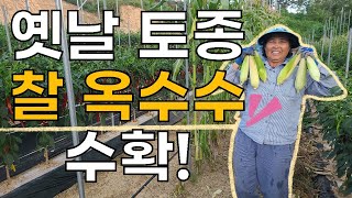 옛날 토종 찰 옥수수 수확 - the harvest of glutinous corn