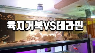 육지거북VS테라핀 수생거북 하나만 선택해야 된다면?