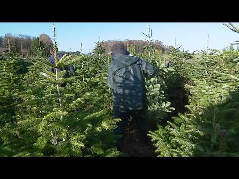Près d’Evreux, cette ferme troque les pommes de terre pour se consacrer aux sapins de Noël