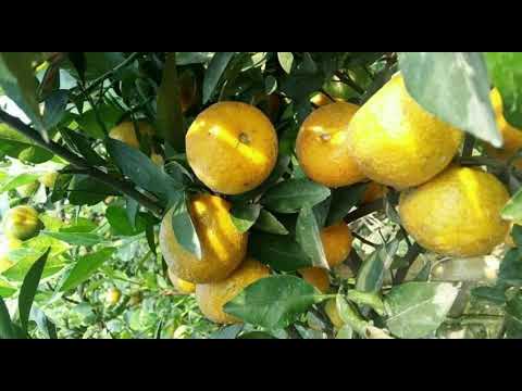 Oranges are good for all kinds of diseases, just listen and you will see the miracle of oranges a...