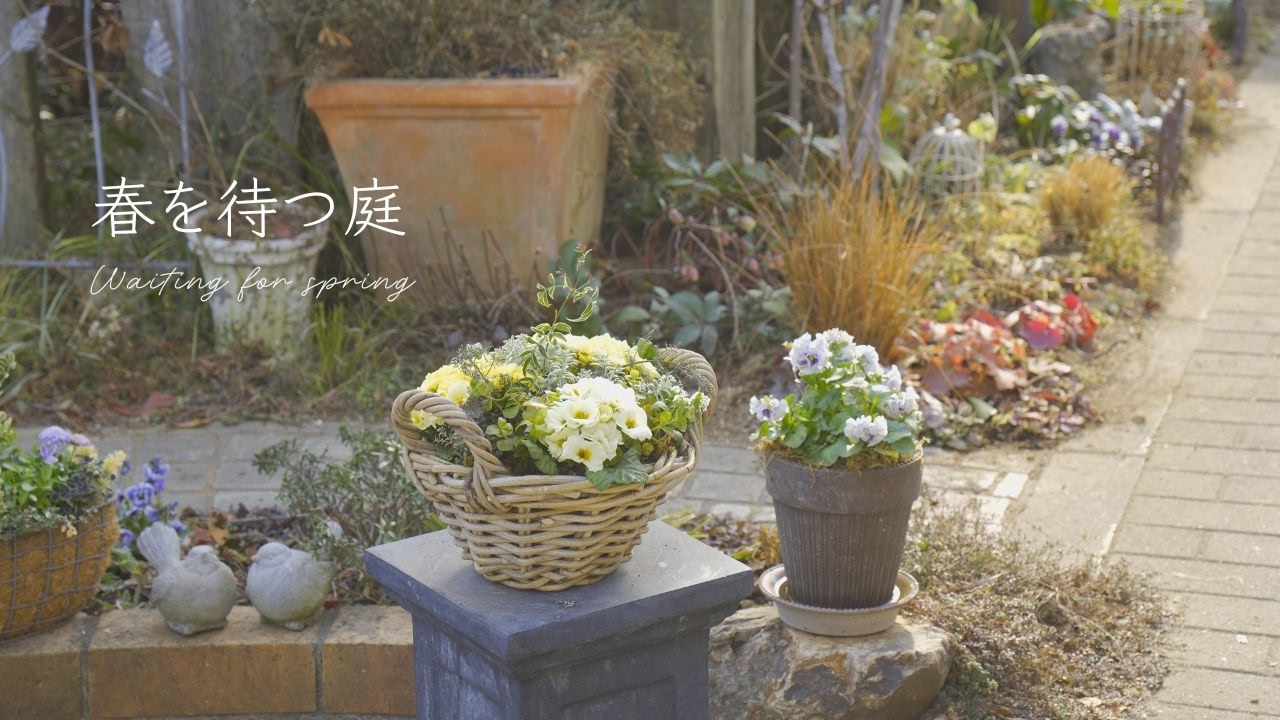 ガーデニング｜今植えたい花3選｜春の寄せ植え作りのコツ。ジュリアン・アネモネ・クリスマスローズ