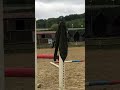 Hongre KWPN dressage haut niveau 12 ans