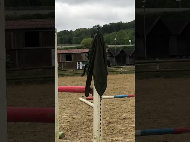 Hongre KWPN dressage haut niveau 12 ans