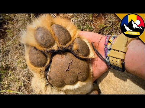 Am prins un leu în deșert! Fapte despre leii în sălbăticie! Întâlnire cu un leu!