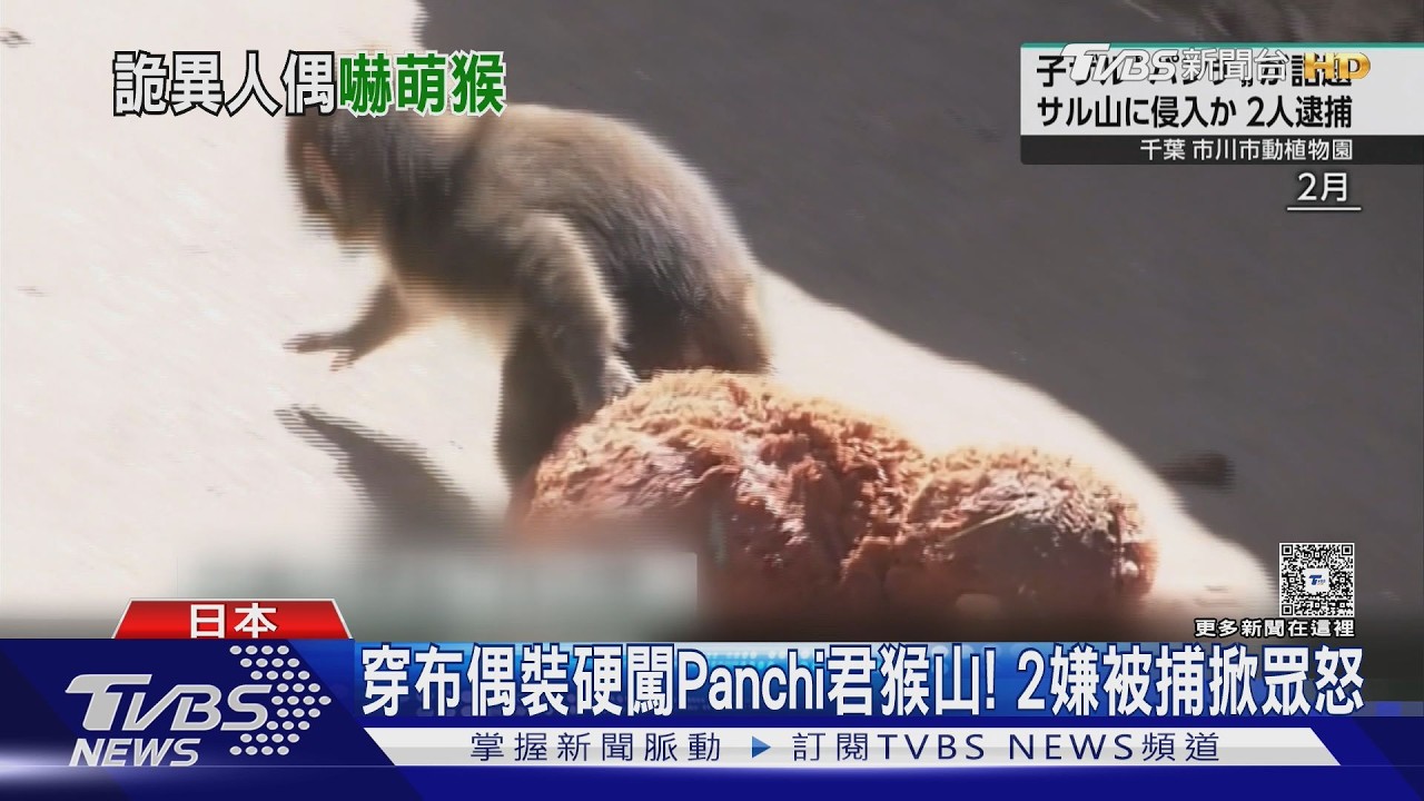 影音／男穿布偶裝硬闖Panchi君猴山！　2美籍嫌被補掀眾怒