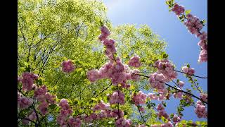 Nana Mouskouri - The Power Of Love