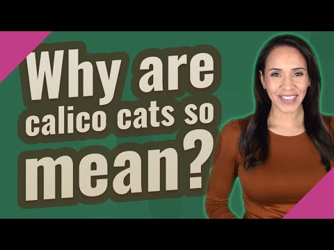 Why are calico cats so mean?