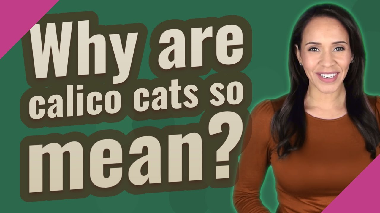 Why is my calico cat so mean? Tipseri