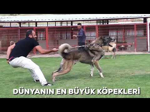 AGRESSIVE GIANT KANGAL DOGS - UNSTOPPABLE