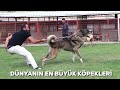 AGRESSIVE GIANT KANGAL DOGS UNSTOPPABLE
