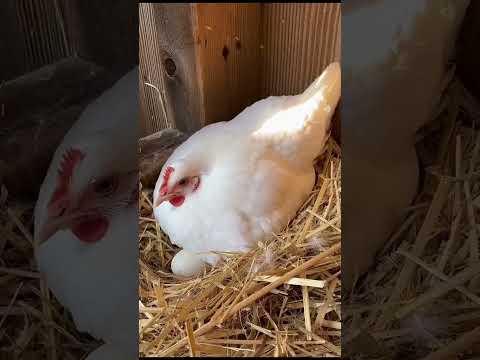 After the eagle died, its chick was raised by a hen 🥺❤️