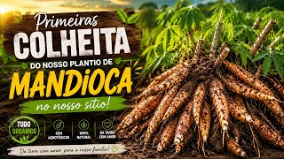 QUEM PLANTA COLHE,  HOJE FOI DIA DE ARRANCAR MACACHEIRA