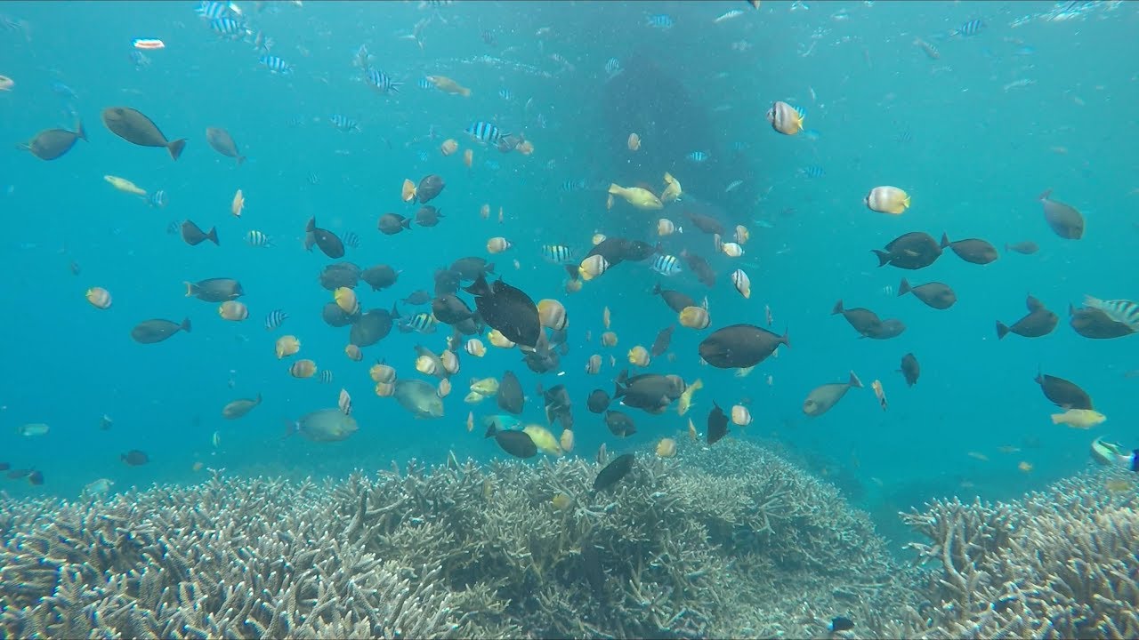Experience the breathtaking visuals of Nusa Lembongan's pristine shallow reefs.