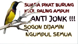 Download lagu Suara Pikat Burung Kecil Paling Ampuh || Suara Pikat Sogon Paling Ampuh mp3