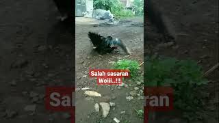 Download lagu bebek vs ayam mp3 Download lagu bebek vs ayam mp3