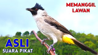 Download lagu Suara Burung Kutilang Asli Pikat Juara Memanggil Lawan Agar Bunyi mp3 Download lagu Suara Burung Kutilang Asli Pikat Juara Memanggil Lawan Agar Bunyi mp3
