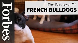 The Business of French Bulldogs | Forbes