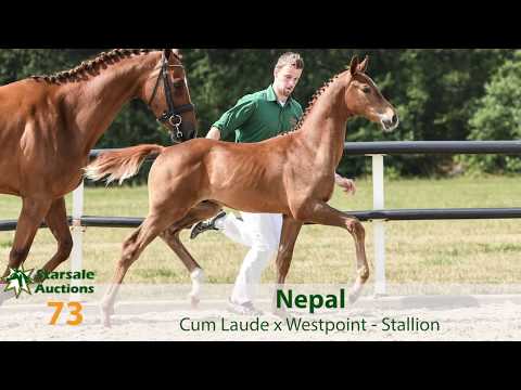 73. Nepal (Cum Laude x Westpoint)