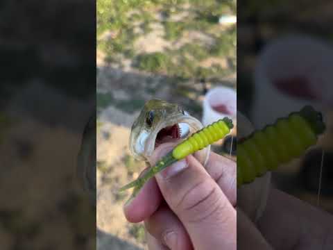 バルボア湖でのバス釣り |カリフォルニア州サンフェルナンドバレー |ラス アベンチュラス デル @valley_angler 🎣🦁🤙🏼