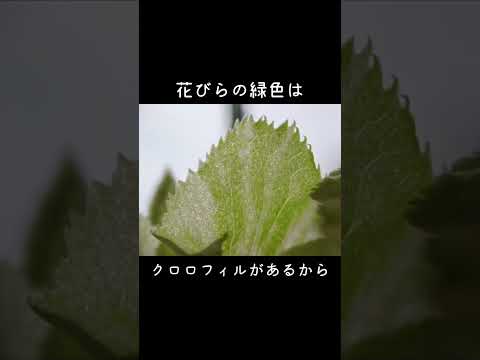 馬糞を嫌う植物は何ですか?何のために ？何に置き換えますか?  庭園