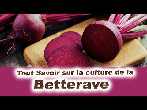 , title : 'Tout savoir sur la culture de la betterave rouge'