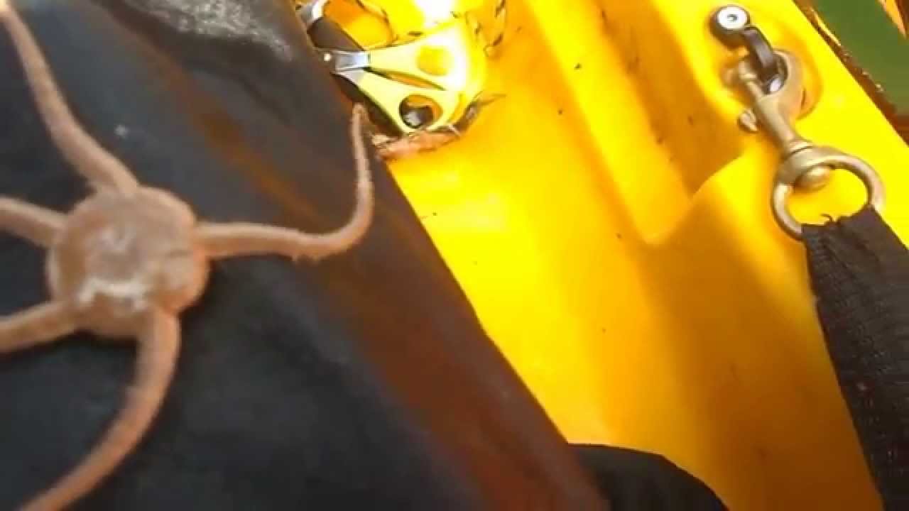 Freaky alien starfish