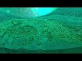 Successful Sea-Monkey Colony in NEON Ocean-Zoo