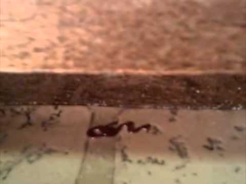 Snake vs Ninja Spider