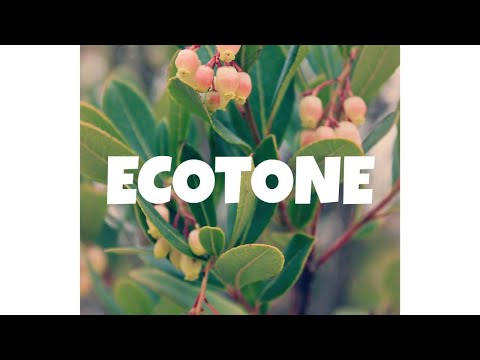 What is an "Ecotone"?