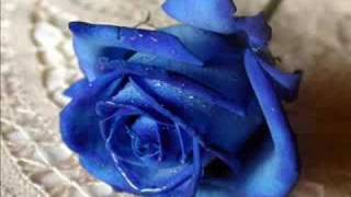 Bitter:Sweet-Everything