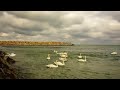Swans La Eforie