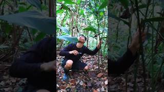 Download lagu Tak di sangka lagi mencari sarang burung ada sarang lebah besar, Ngebolang #jejakbudakabrag mp3