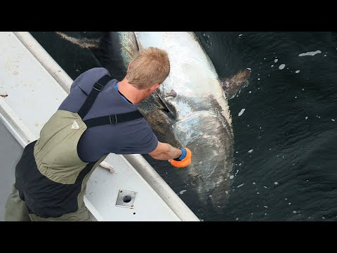 The Giants of Nova Scotia