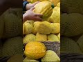 VERY SATISFYING GIANT LEMON PICKING CUTTING ASMR Shorts Satisfying