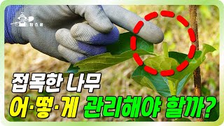 가지의 평생을 좌우하는 접목후 신초관리!! ㅣ 주지의 분지각 ㅣ 신초 정지전정 ㅣ 저수고재배