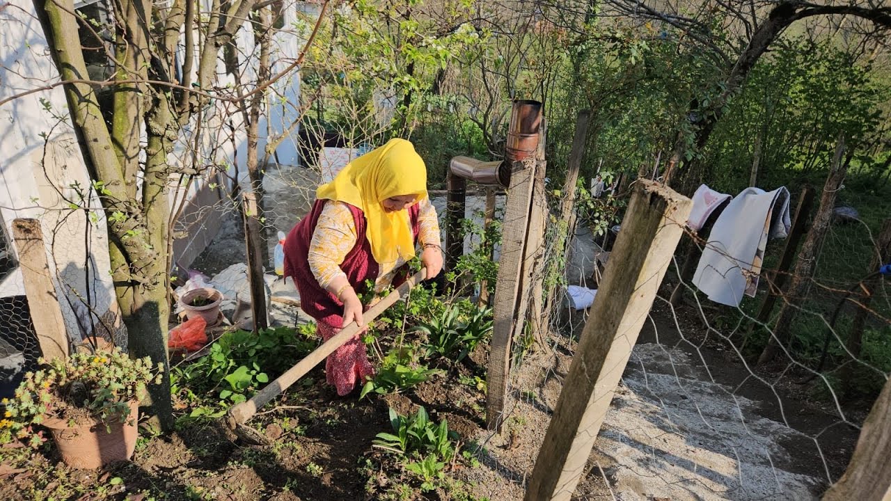 ‼️HOLLANDA’ DAN BACIMIN GÖNDERDİĞİ TOHUMLARI EKTİM‼️