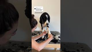 Replying to @rescuedandreactive my monthly art project 🧑‍🎨#springerspaniel #dogcoach #dogmom #doggie
