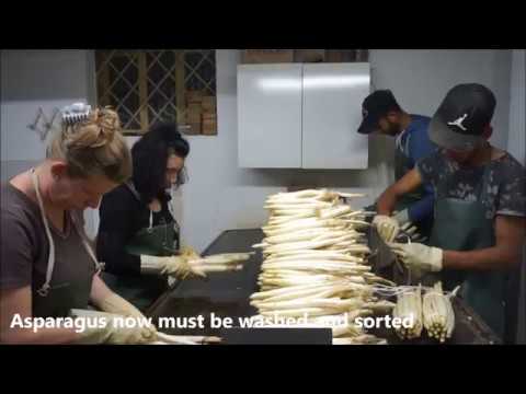 Festival of Asparagus of Badoere and Sile river springs