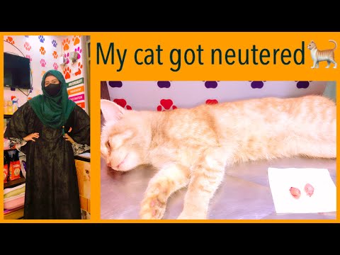 My cat got neutered🐈| Jerry's neutering Vlog |AFSHISTAN 🙋🏻‍♀️